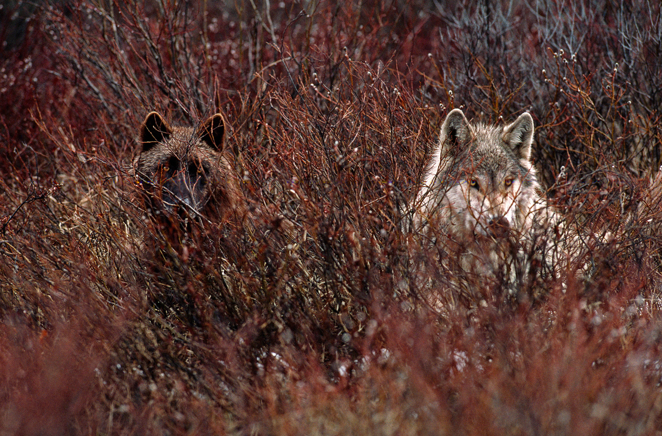 DID YOU KNOW? Yellowstone wolves are in peril.