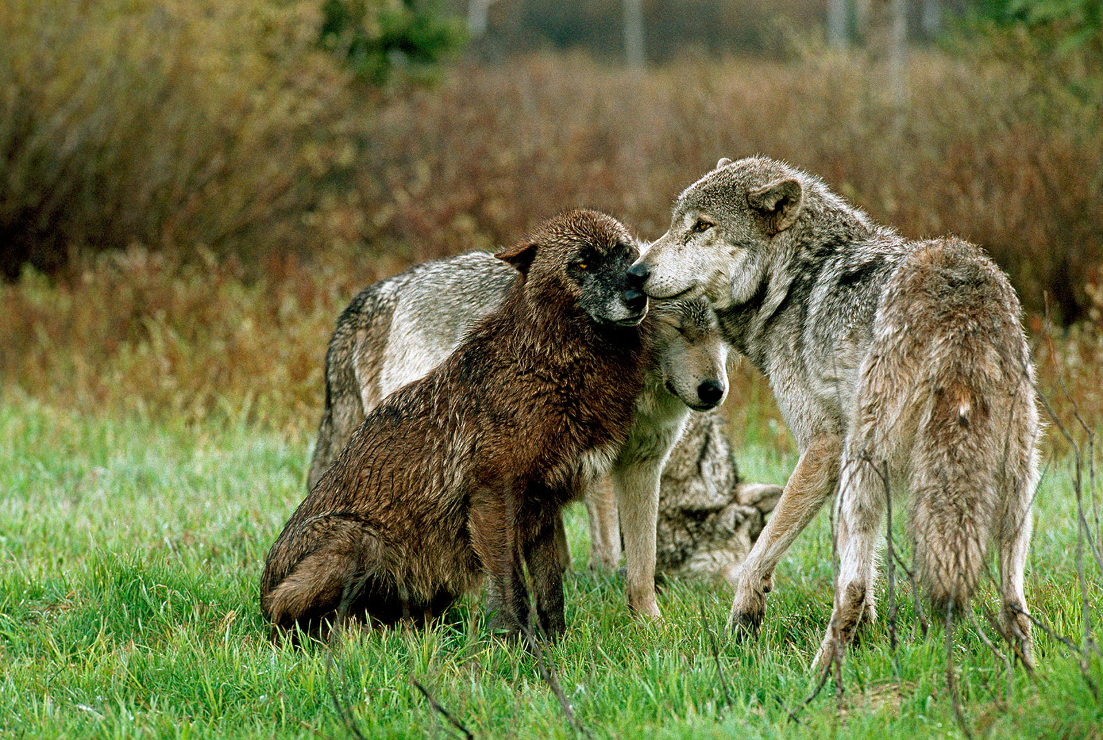 DID YOU KNOW? Wolves are intensely social and devoted to family.