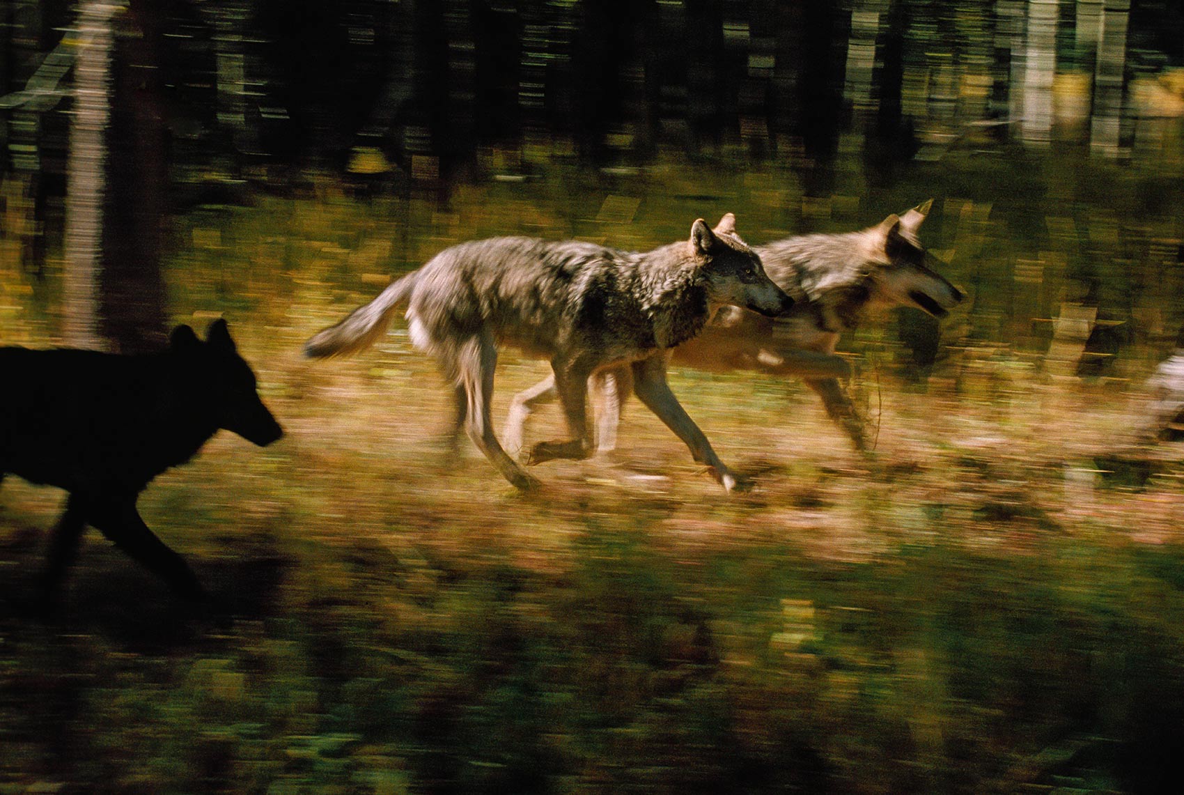 DID YOU KNOW? Killing wolves has unexpected consequences.