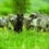 FOR IMMEDIATE RELEASE: What Happens to the Pack When a Wolf Dies? 