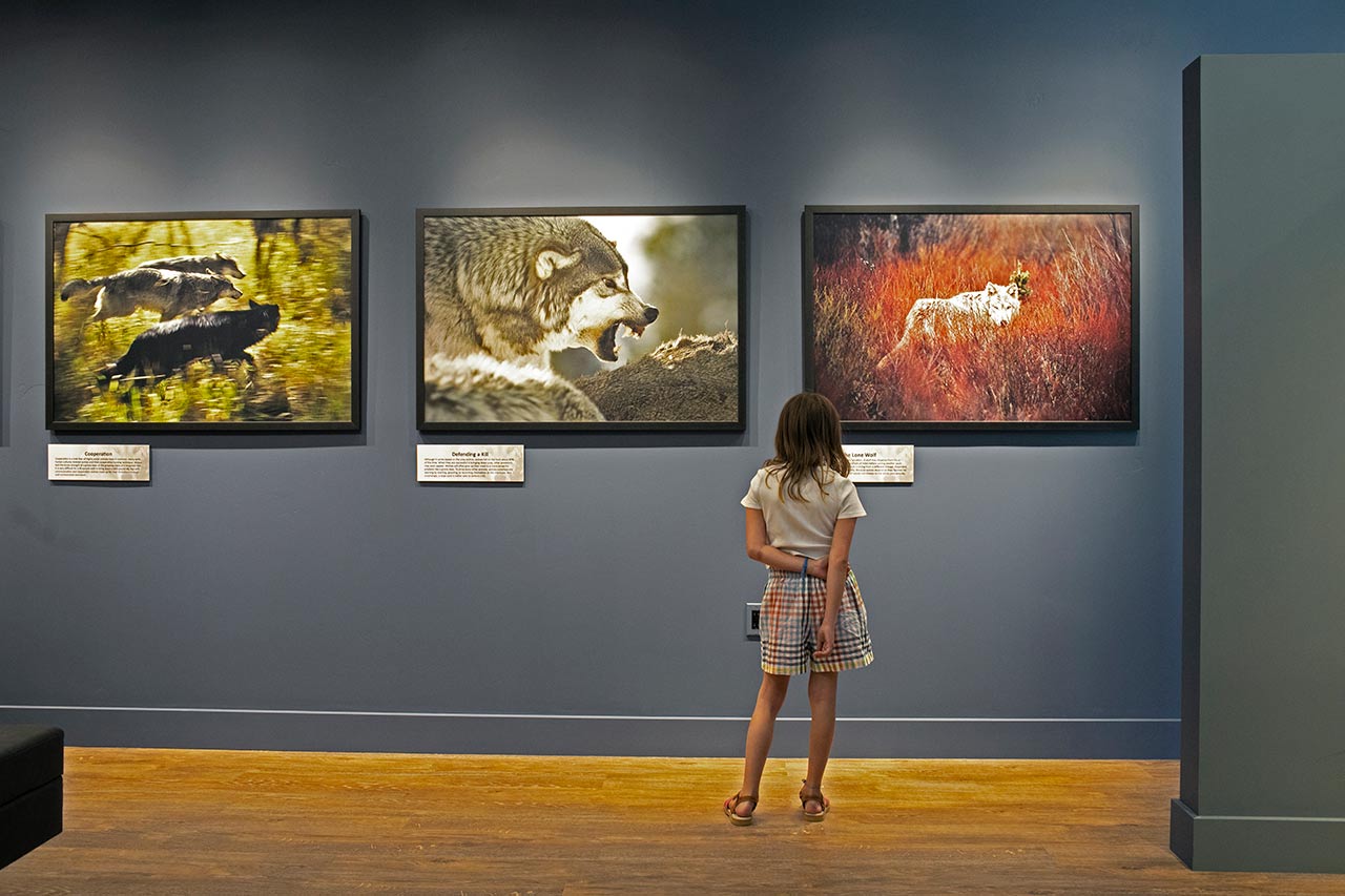 Living with Wolves Museum | Ketchum Idaho