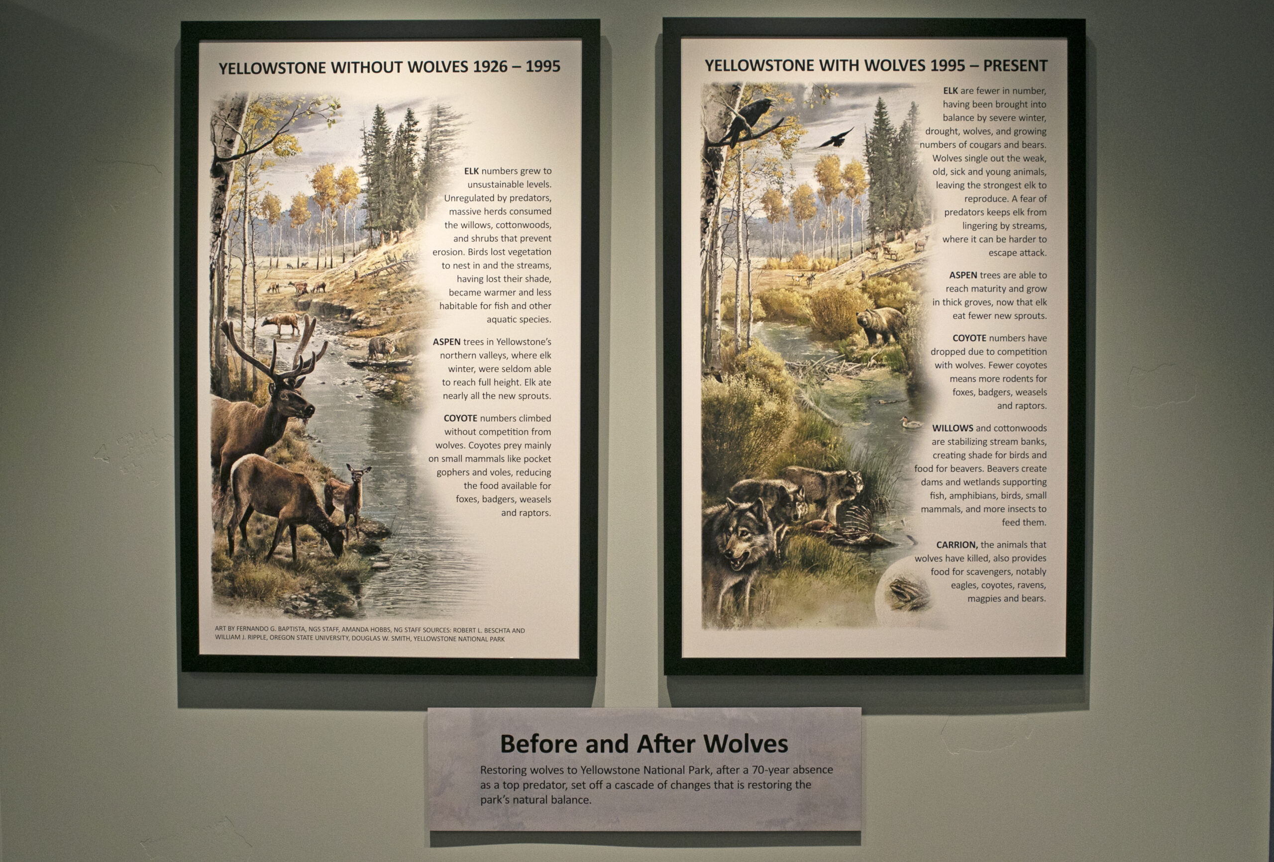 Two side-by-side illustrated posters compare Yellowstone’s ecosystem without wolves (1946–1995) and with wolves (1995–present), highlighting changes in wildlife and landscape, with a caption below reading “Before and After Wolves.”. | Living with Wolves