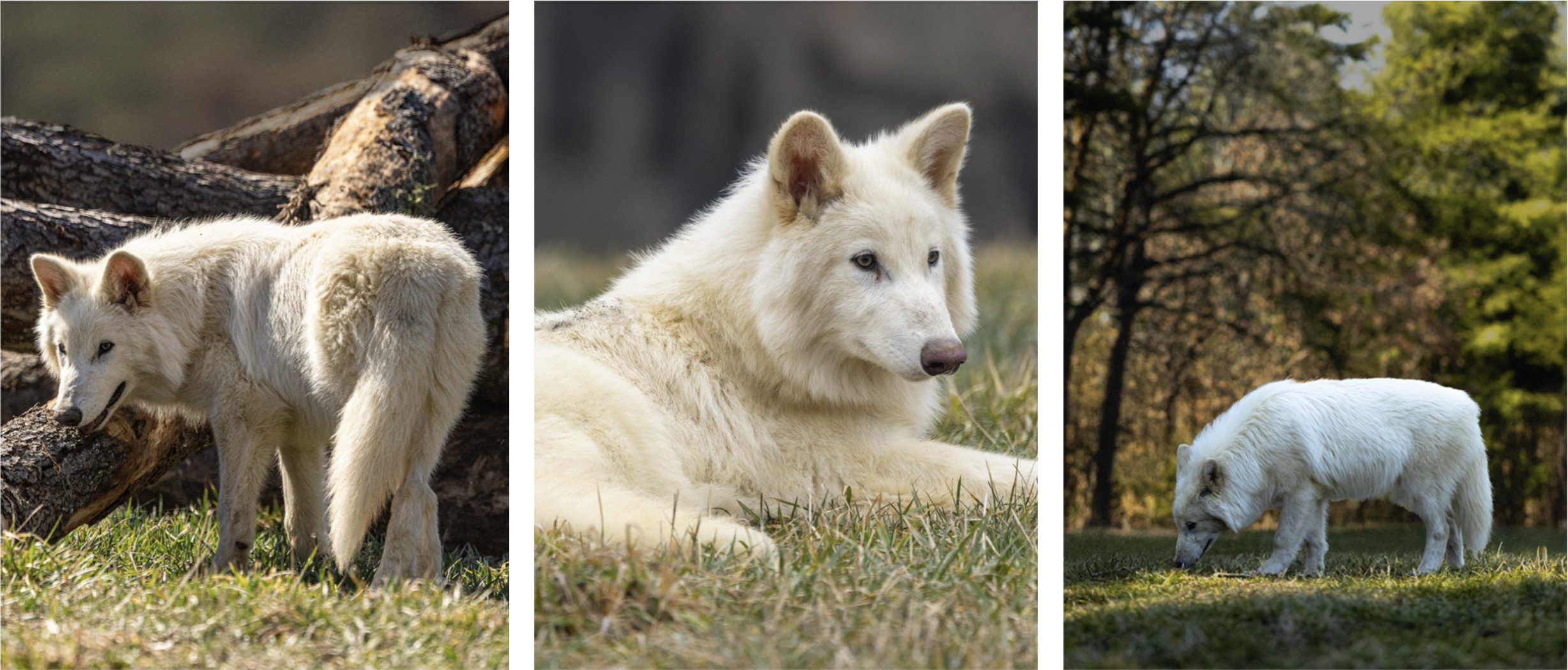 Colossal Wolves The Illusion of De-Extinction: Colossal Biosciences and the Myth of the ...