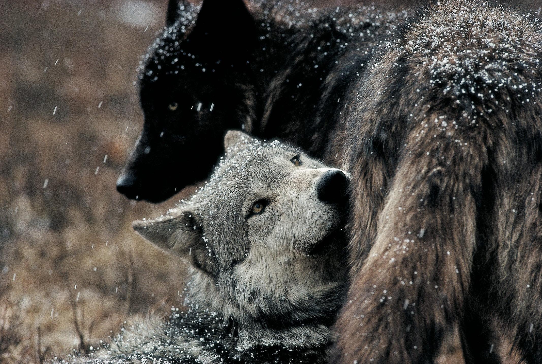 DID YOU KNOW? Gray wolves aren’t always gray.