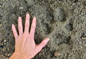 woman's hand next to wolf paw print