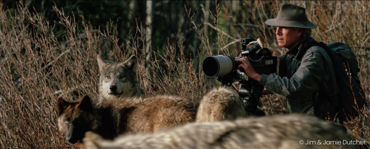 Wolves Are at a Crossroads — Triple Your Impact Today!