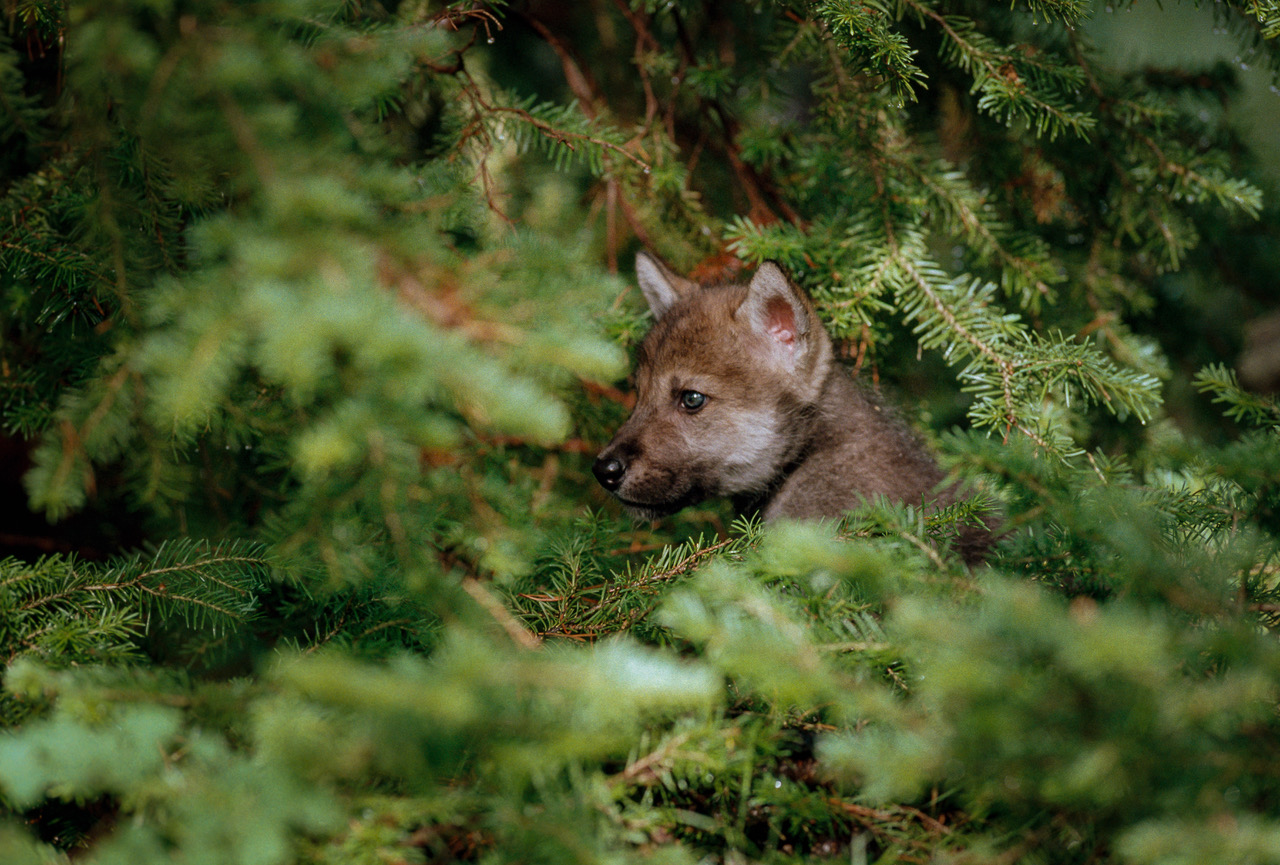 Baby wolf snuggled in an evergreen tree | Living With Wolves