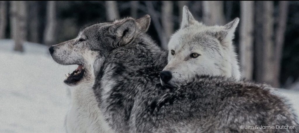 Two wolves stand close together in a snowy forest. One yawns or howls while the other looks alert ahead, its head resting on its companion’s back. Wolves are at a crossroads—triple your impact today! Snowy trees blur in the background. | Living with Wolves