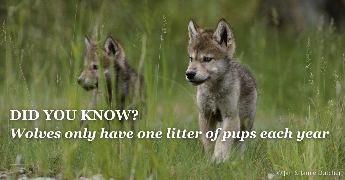 Two wolf pups walk through tall grass. Text on image reads: DID YOU KNOW? Wolves only have one litter of pups each year. Poaching is driving wolf deaths in the Great Lakes—new study finds. | Living with Wolves