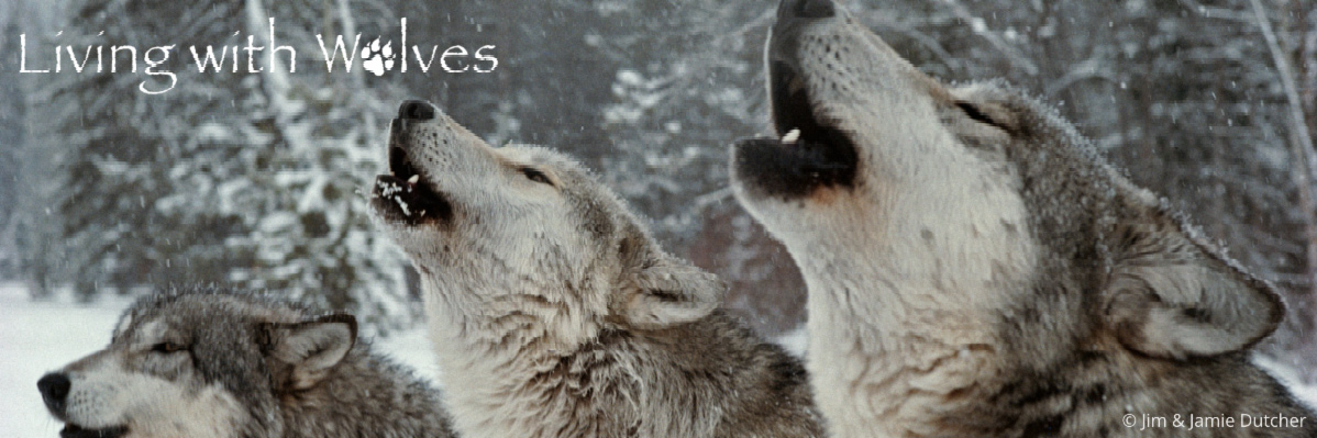 Four wolves in a snowy forest howl together, with the text Living with Wolves in the top left corner. Snow covers their fur and the trees, highlighting Yellowstone Research. © Jim & Jamie Dutcher. | Living with Wolves