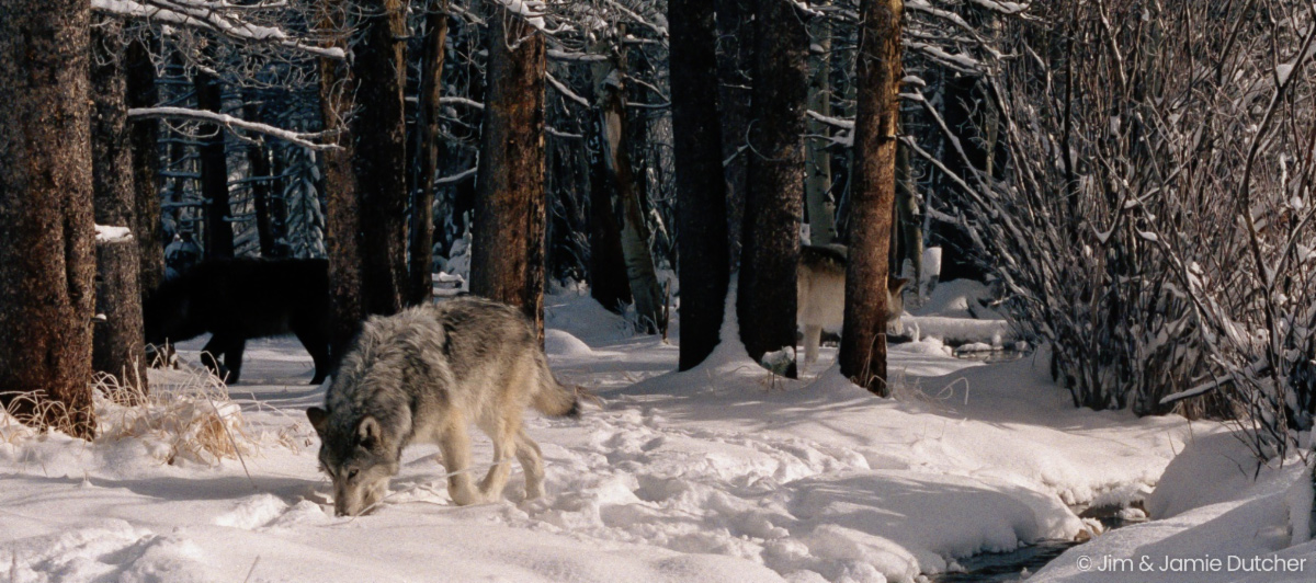 A gray wolf sniffs the snowy ground in a winter forest, with two other wolves partially visible among the trees in the background, capturing a scene reminiscent of Yellowstone research and ongoing discussions around Wolf Policy. | Living with Wolves