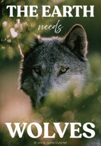 A wolf gazes through foliage, surrounded by sunlight. Bold white text reads, THE EARTH needs WOLVES. Small credits at the bottom say, © Jim & Jamie Dutcher. Poaching is Driving Wolf Deaths in the Great Lakes—New Study Finds. | Living with Wolves