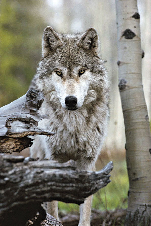 A gray wolf with thick fur stands alertly in a forest, looking directly at the camera. Surrounded by trees and fallen logs, this scene reminds us of the importance of conservation and the many Ways to Give to protect wildlife habitats. | Living with Wolves