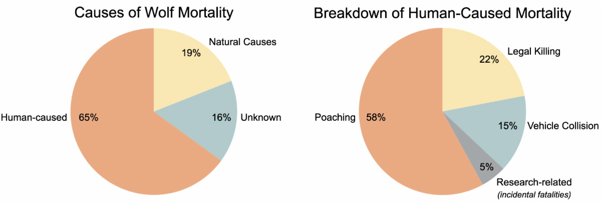 Two pie charts. Left: Causes of wolf mortality—65% human-caused, 19% natural, 16% unknown. Right: Poaching is driving wolf deaths in the Great Lakes—new study finds; poaching makes up 58% of human-caused mortality, followed by legal killing and vehicle collisions. | Living with Wolves