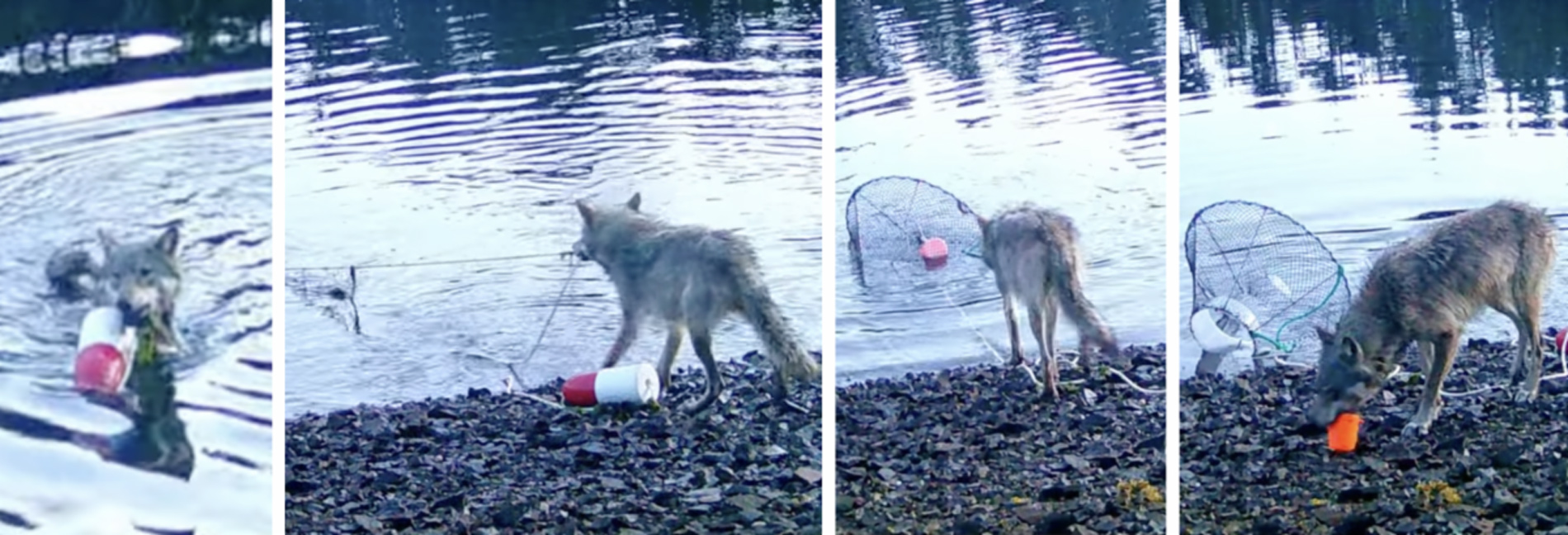 A sequence of four images shows a coyote in shallow water and on a rocky shore. The coyote interacts with a fishing buoy and crab trap, reminding us that Wolves Are at a Crossroads — Triple Your Impact Today!. | Living with Wolves