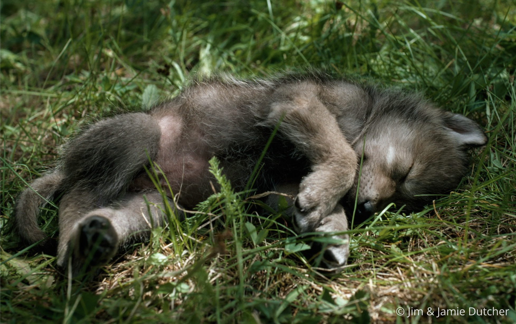 A wolf pup with grayish fur is sleeping on its side in the sunlit grass, surrounded by greenery. Did you know? Wolves only have one litter of pups annually. © Jim & Jamie Dutcher. | Living with Wolves