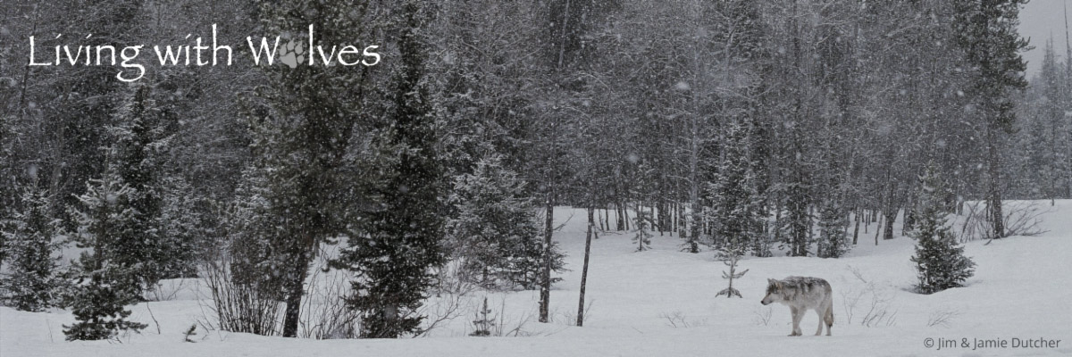 A lone wolf walks through a snowy forest as snow falls, the text Living with Wolves in the upper left corner. The quiet, wintry scene reminds us: Wolves Are at a Crossroads — Triple Your Impact Today!. | Living with Wolves