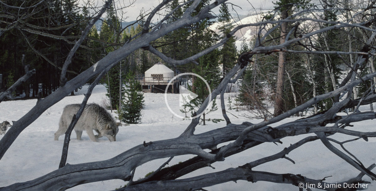 A gray wolf sniffs the snow near fallen branches in a snowy forest. In the background, a round yurt nestles among evergreens and snowy mountains—an image echoing What Wolves Are Teaching Us—and What We Could Lose. | Living with Wolves