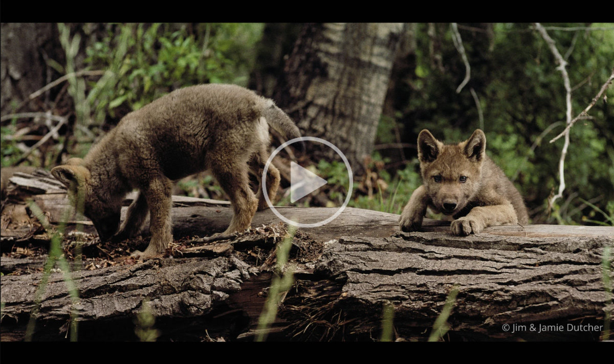 Two wolf pups are on a fallen log in a forest. One sniffs or digs at the log, while the other looks ahead, paws resting on the wood—a captivating scene reminiscent of Yellowstone research. The background brims with trees and greenery. | Living with Wolves