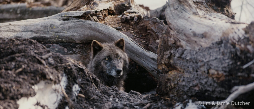 A black wolf peers out from behind a fallen tree trunk, partially hidden among rocks and roots in a forested area—a stark reminder that poaching is driving wolf deaths in the Great Lakes, new study finds. | Living with Wolves
