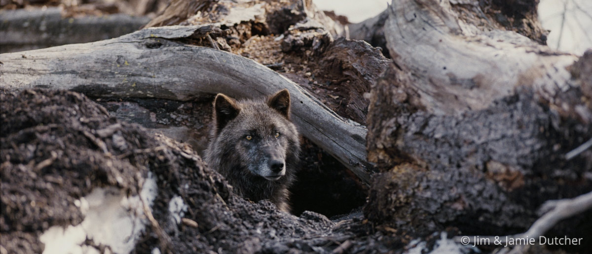 A black wolf peers out from behind a fallen tree trunk, partially hidden among rocks and roots in a forested area—a stark reminder that poaching is driving wolf deaths in the Great Lakes, new study finds. | Living with Wolves