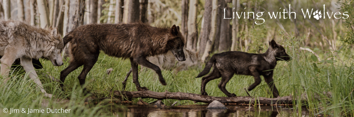 Three wolves walk in a line across a narrow log over water in a forest. The text Living with Wolves appears in the upper right corner, highlighting concerns as poaching is driving wolf deaths in the Great Lakes—new study finds. Photo by Jim & Jamie Dutcher. | Living with Wolves