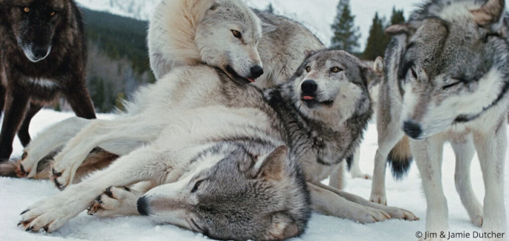A group of five wolves interact closely in the snow, with one lying down while two others playfully nuzzle and lick each other—a vivid glimpse of What Wolves Are Teaching Us—and What We Could Lose in these snowy forest scenes. | Living with Wolves
