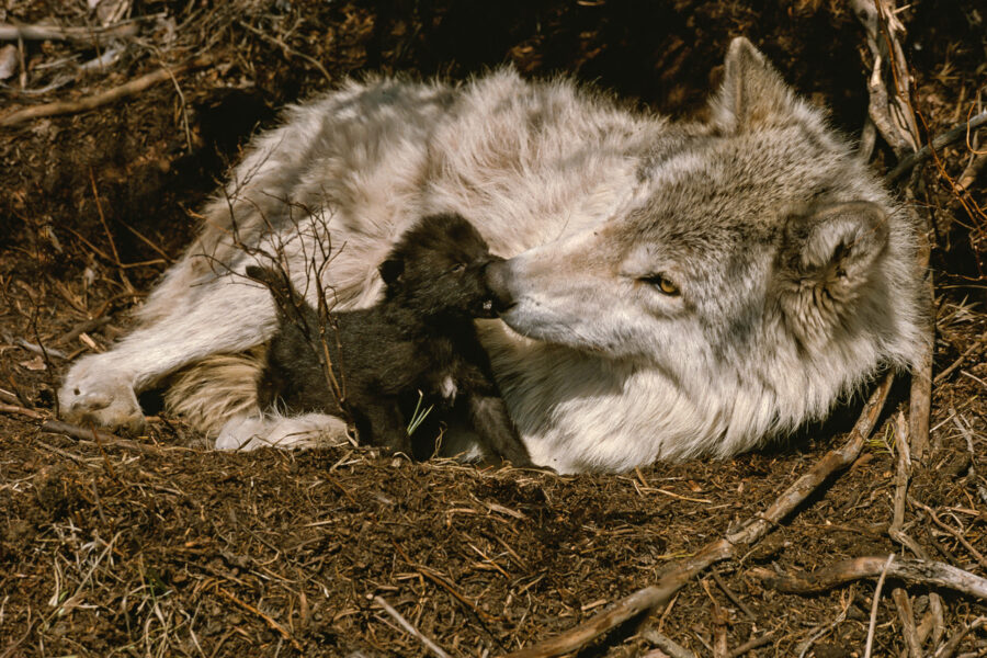 A mother wolf nuzzles her black pup in the den