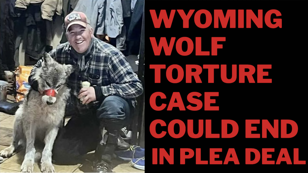 A man in a plaid shirt kneels beside a restrained wolf with its mouth taped shut. Large red text reads: Wyoming wolf torture case could end in plea deal—raising questions about Wolf Policy and Yellowstone Research. And a Free Livestream Event!. | Living with Wolves