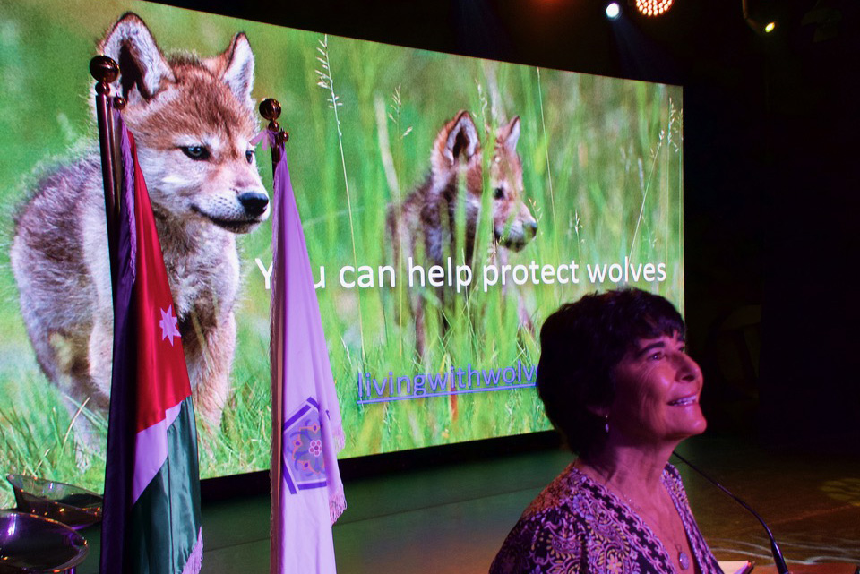 A woman speaks at a podium with flags beside her, in front of a screen displaying two wolf pups in grass, the text "You can help protect wolves and livingwithwolves.org," and highlighting what we do to conserve these animals. | Living with Wolves