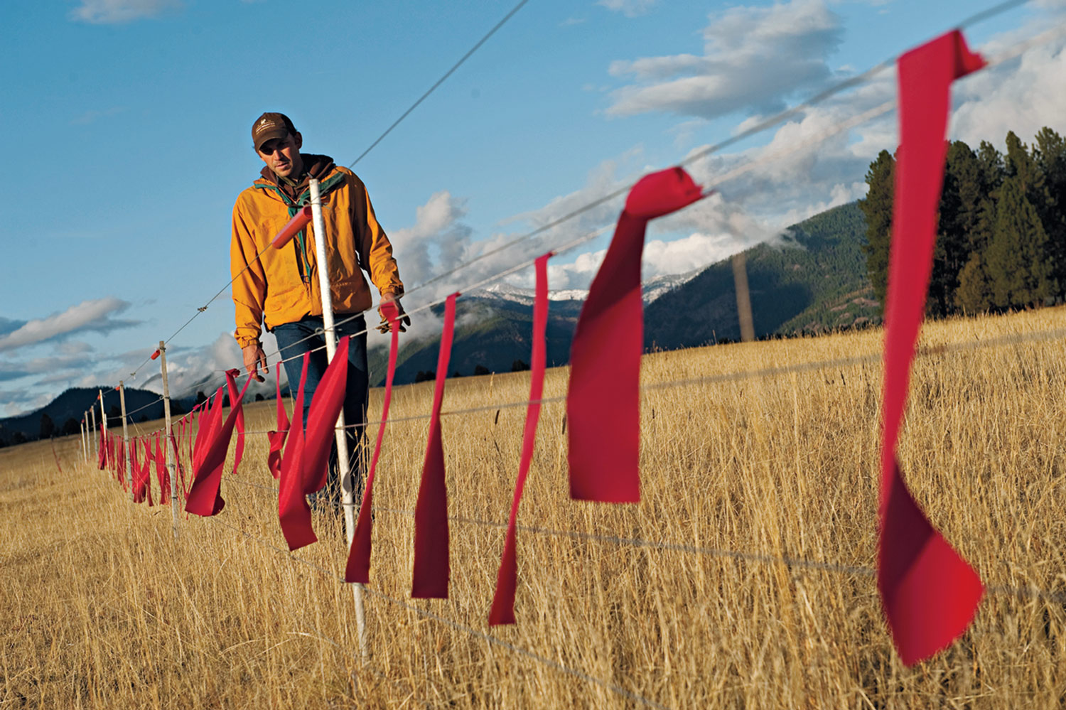 A person in an orange jacket walks along a grassy field next to a wire fence with red ribbons, capturing the spirit of what we do—exploring nature surrounded by mountains and trees under a partly cloudy sky. | Living with Wolves
