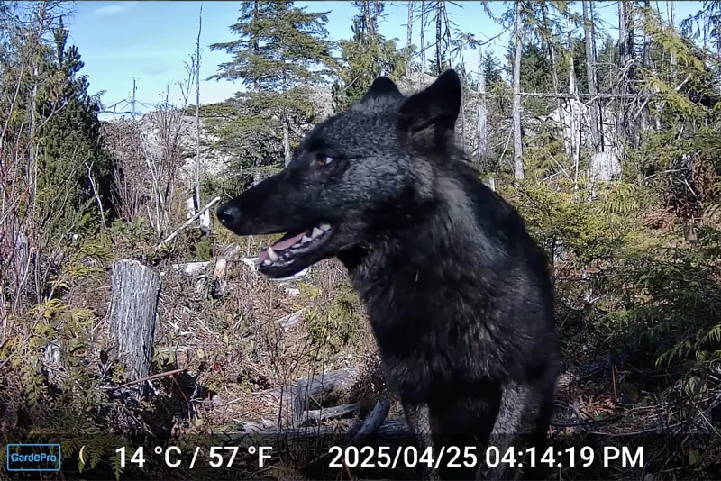 A large black wolf stands in a sunlit forest clearing, illustrating what we do—capturing wildlife moments. The photo shows a timestamp of April 25, 2025, at 4:14 PM and a temperature of 14°C (57°F) in the lower left corner. | Living with Wolves