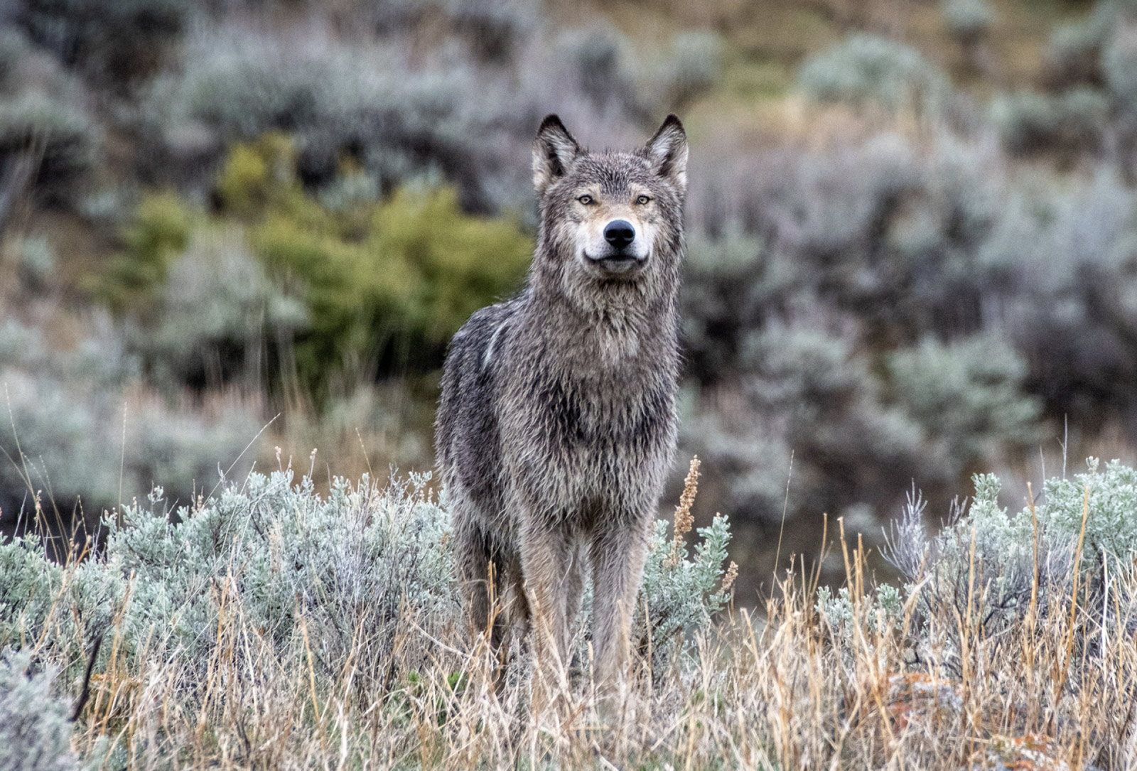 A lone gray wolf stands alert in a grassy field, surrounded by sagebrush and blurred greenery—a rare moment of solitude for this typically social wolf. | Living with Wolves