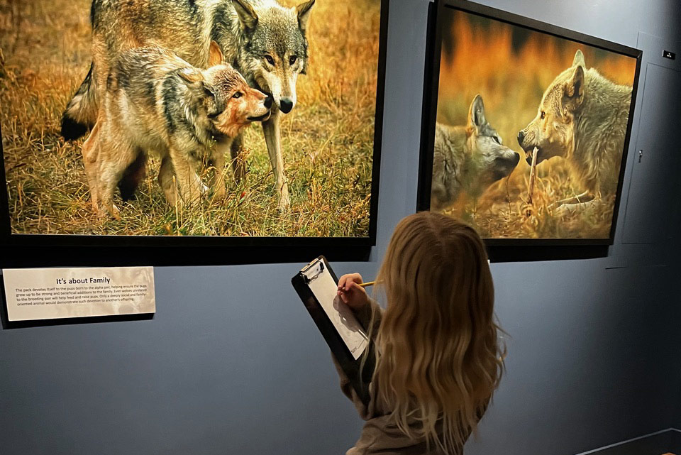 A young girl with long blonde hair writes on a clipboard while observing framed photographs of wolves displayed on a dark blue wall, showing curiosity and engagement—just like what we do to inspire learning in museums or galleries. | Living with Wolves