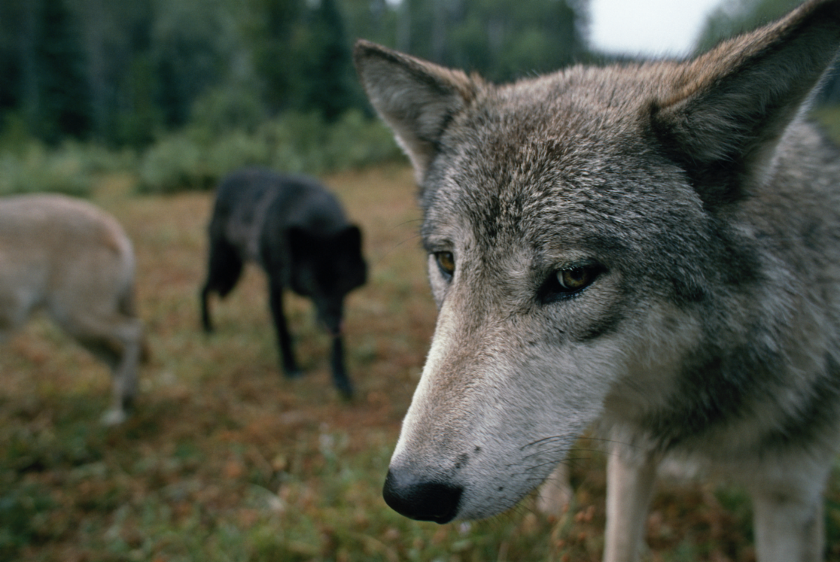 Close-up of a gray wolf looking at the camera, with two other wolves—one black, one tan—standing in the blurred grassy background, surrounded by forest. Recent studies show poaching is driving wolf deaths in the Great Lakes region. | Living with Wolves