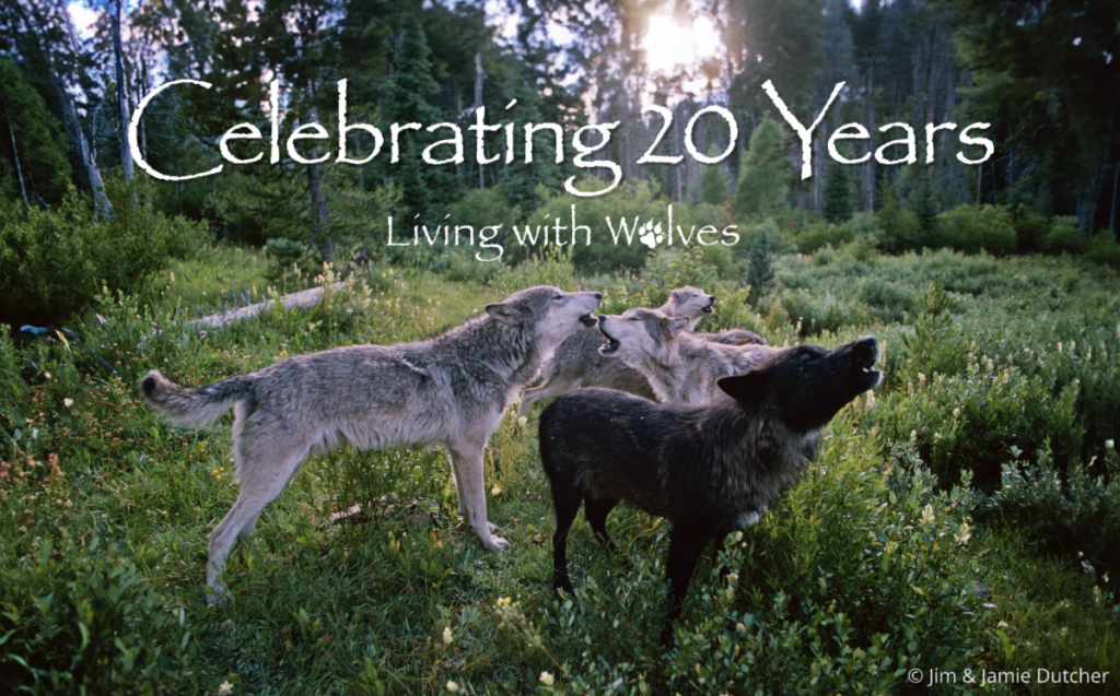 A pack of four wolves stand and howl in a lush green forest clearing at sunset. White text reads, Celebrating 20 Years Living with Wolves. New study finds poaching is driving wolf deaths in the Great Lakes. Image by Jim & Jamie Dutcher. | Living with Wolves