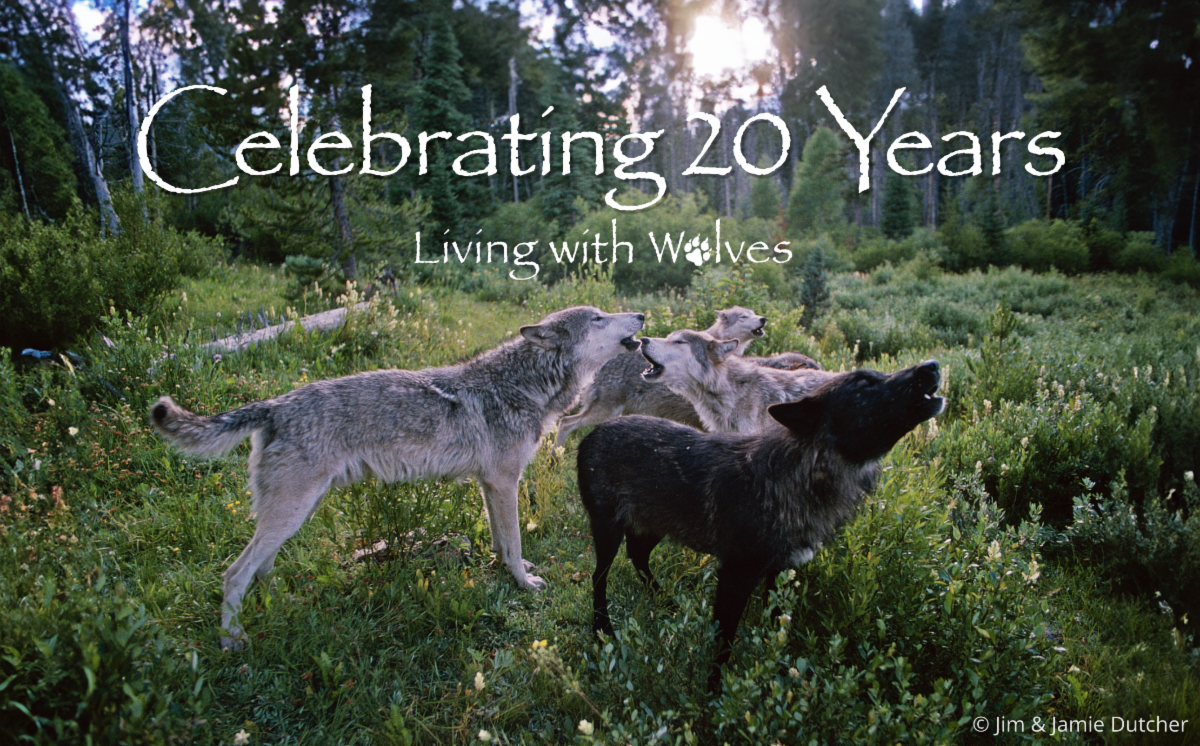 A pack of four wolves stand and howl in a lush green forest clearing at sunset. White text reads, Celebrating 20 Years Living with Wolves. New study finds poaching is driving wolf deaths in the Great Lakes. Image by Jim & Jamie Dutcher. | Living with Wolves
