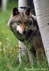 A gray wolf stands in tall grass, partially hidden behind a tree trunk, gazing forward with alert eyes. In the Great Lakes, poaching is driving wolf deaths—new study finds—casting uncertainty over such serene scenes. The background is blurred with greenery and wildflowers. | Living with Wolves