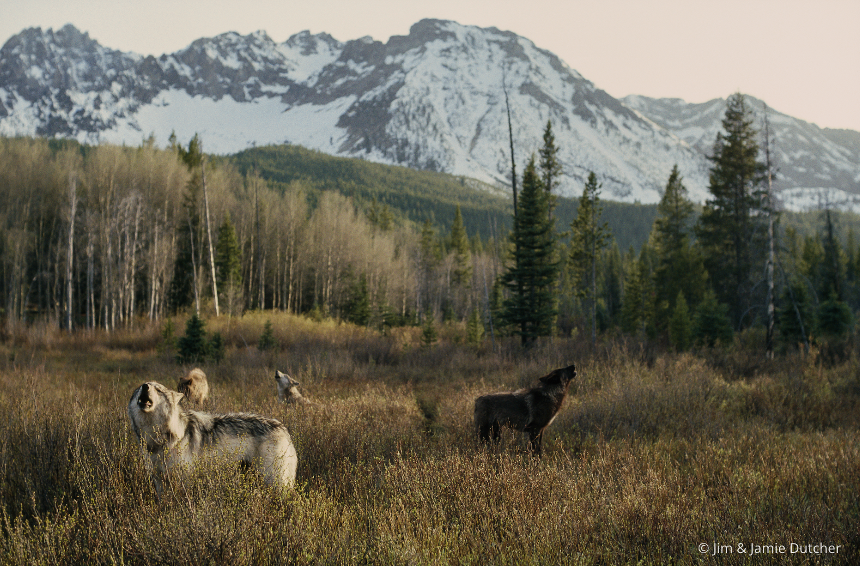 Four wolves stand in a grassy field, one howling, backed by trees and snowy mountains beneath a pale sky. Did you know? Wolves only have one litter of pups annually. | Living with Wolves