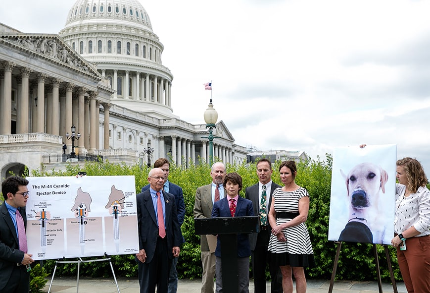 A group of people stand near the U.S. Capitol, with a large diagram of a cyanide ejector device and a large photo of a dog displayed on easels during an outdoor press event for the 2026 Idaho Legislative Recap. | Living with Wolves
