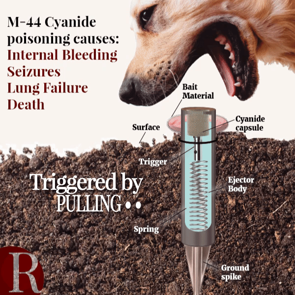 A diagram from the 2026 Idaho Legislative Recap shows a dog biting an M-44 cyanide trap. Labels point to bait material, trigger, spring, ejector body, and more. Text warns of poisoning risks and fatal effects. | Living with Wolves