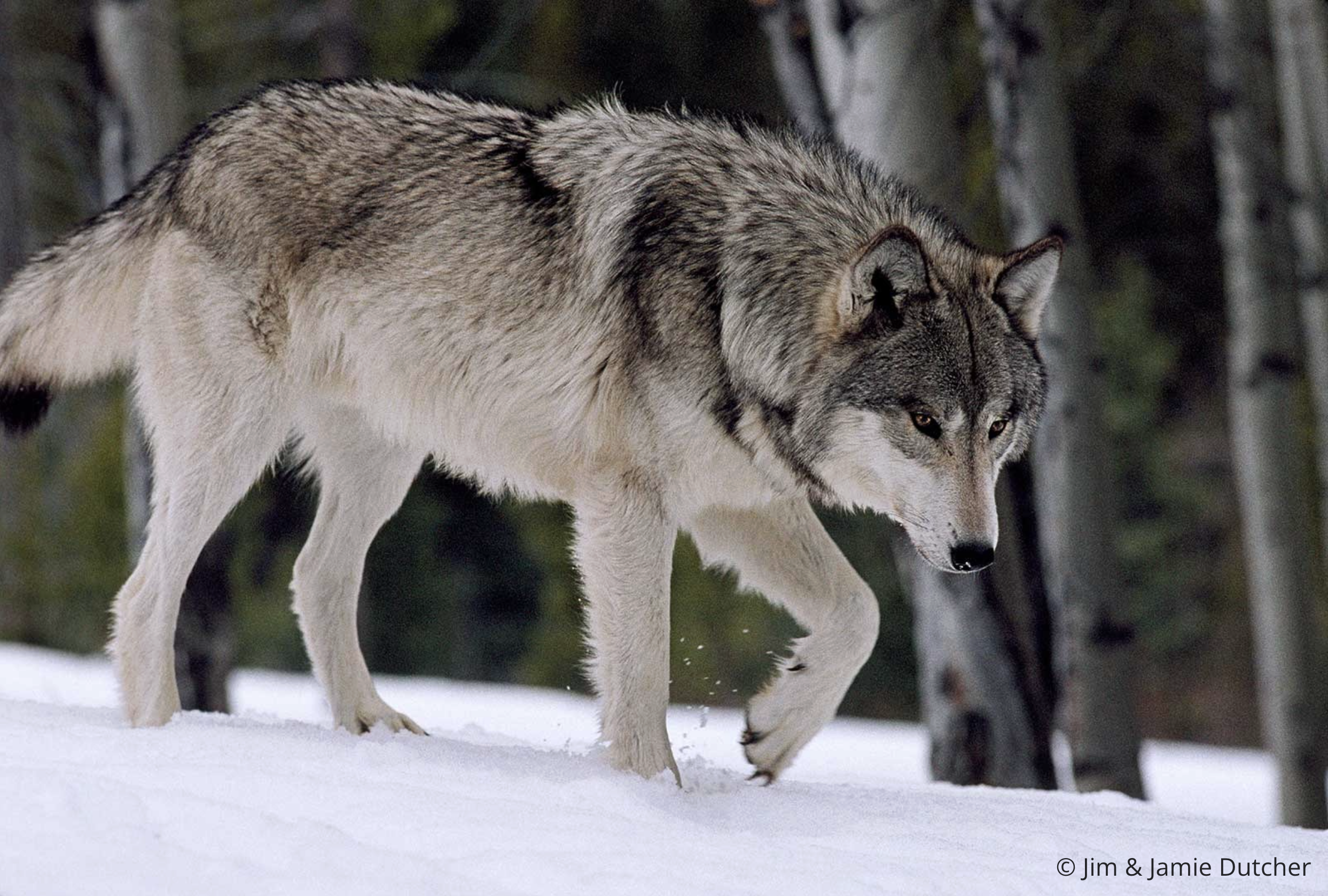 A gray wolf walks through a snowy forest, its head slightly lowered and one paw lifted as it moves forward. Did you know? Wolves only have one litter of pups annually. Tall trees with bare trunks stand in the background. | Living with Wolves