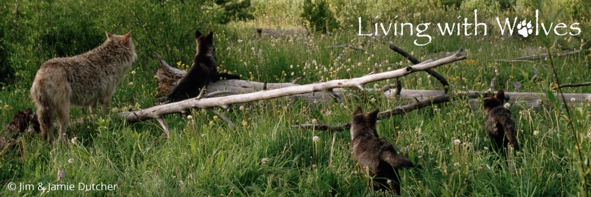 An adult wolf and three wolf pups stand in a grassy field with wildflowers and fallen logs. The text Living with Wolves appears in the top right corner. | Living with Wolves