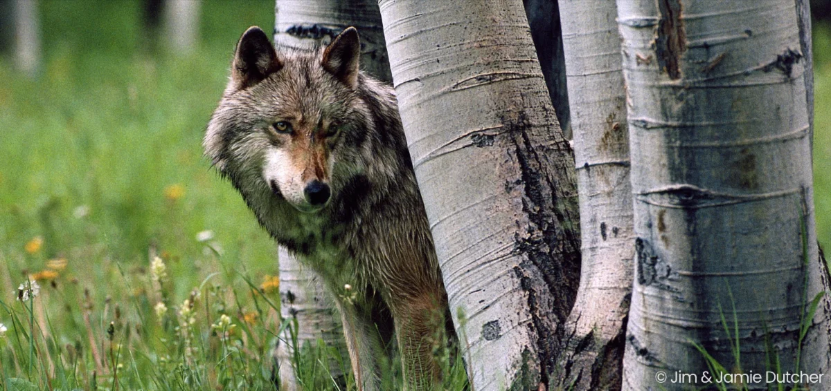A gray wolf stands partially hidden behind birch trees in a grassy, green forest. The wolf looks alert, gazing directly toward the camera. | Living with Wolves