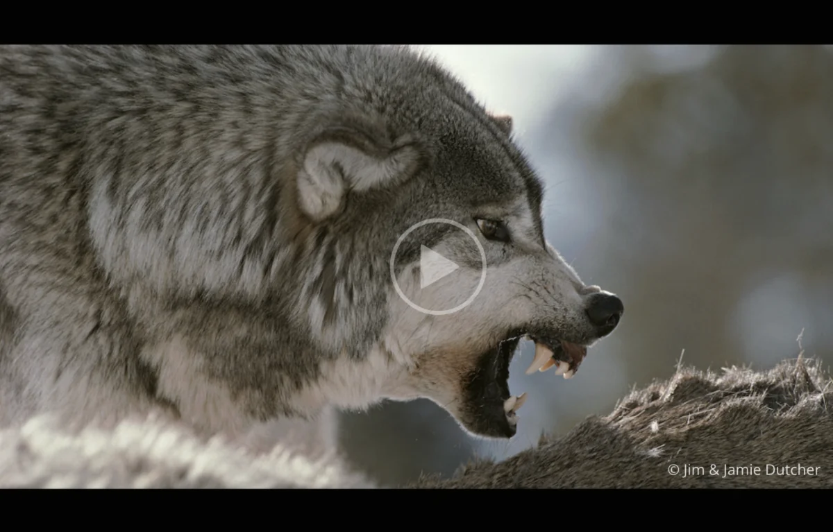 A close-up of a gray wolf baring its teeth and growling, with its fur fluffed out. The background is blurred, and there is a play button overlay in the center of the image. | Living with Wolves