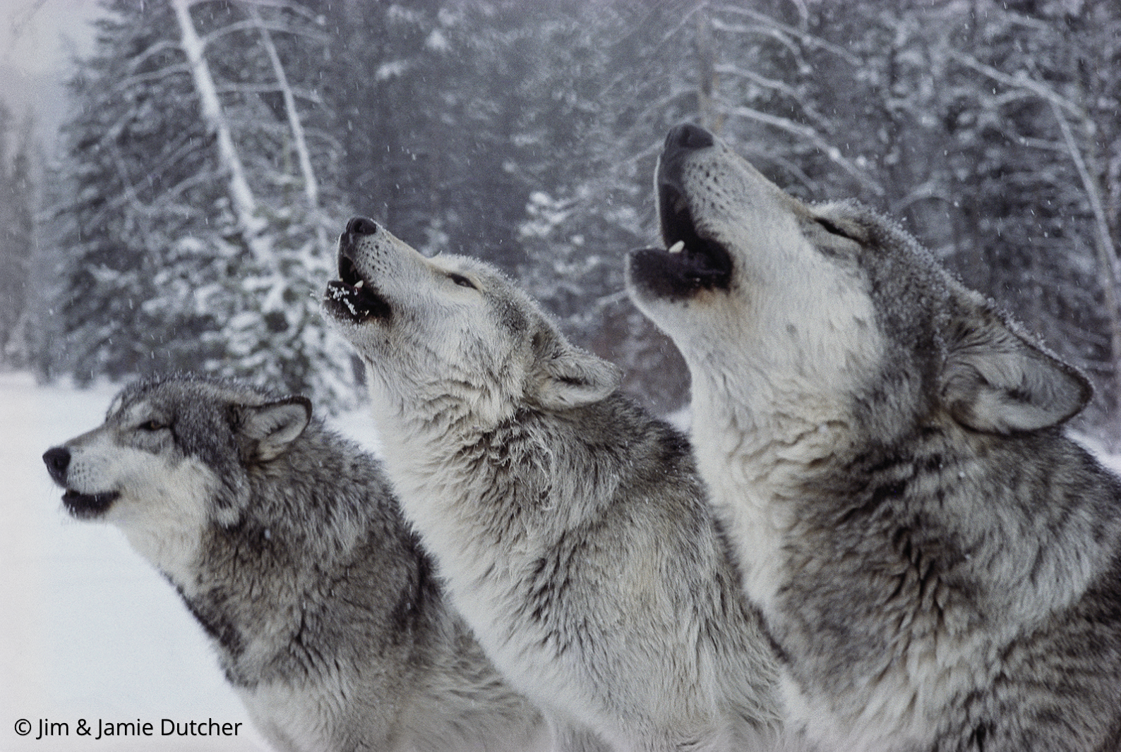 Three gray wolves are howling in the snow, with a forest of snow-covered trees in the background—a powerful reminder of strength in numbers: why wolves hunt differently than other predators. | Living with Wolves