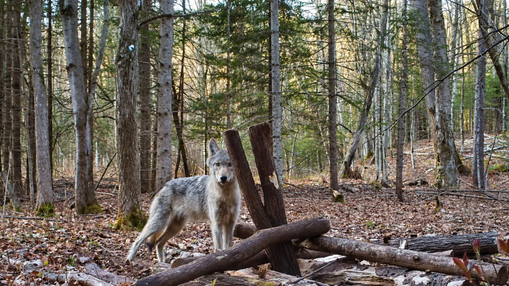 A gray wolf stands alert among fallen logs in a forest with tall trees and scattered leaves on the ground, embodying The Complicated History of Wolves in Wisconsin. Sunlight filters through the branches in the background, highlighting this elusive creature that has long been part of the region’s natural story. | Living with Wolves