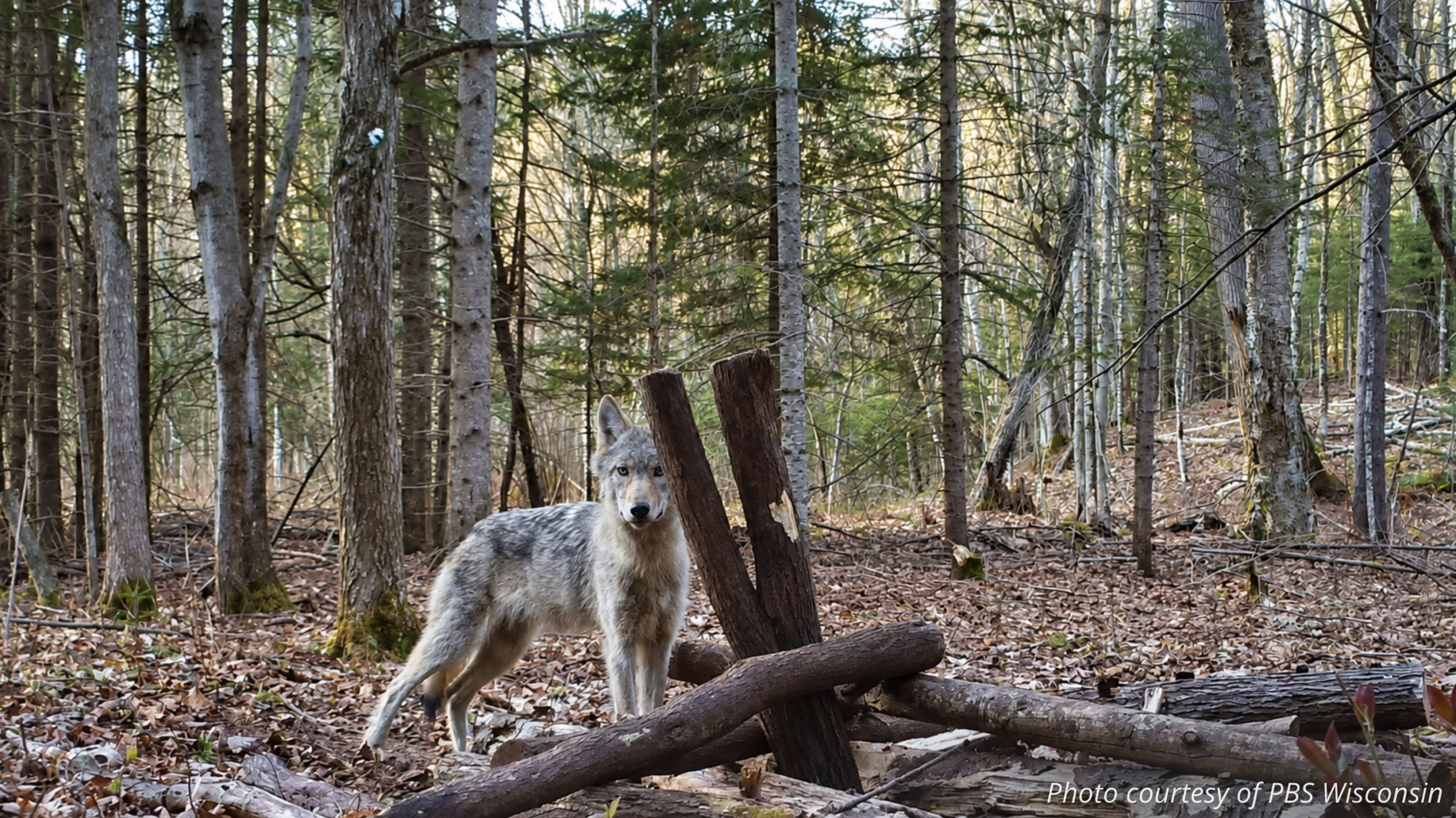 A young wolf stands alert among fallen logs in a forest with bare trees, dried leaves on the ground, and dappled sunlight shining through—an evocative scene that echoes The Complicated History of Wolves in Wisconsin. Text in the corner reads: Photo courtesy of PBS Wisconsin. | Living with Wolves