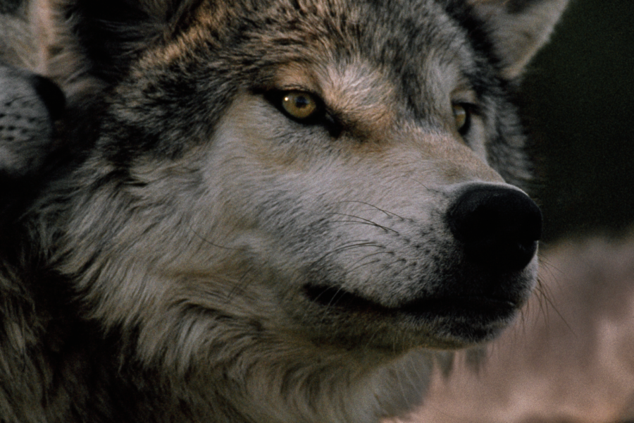 Close-up portrait of a gray wolf