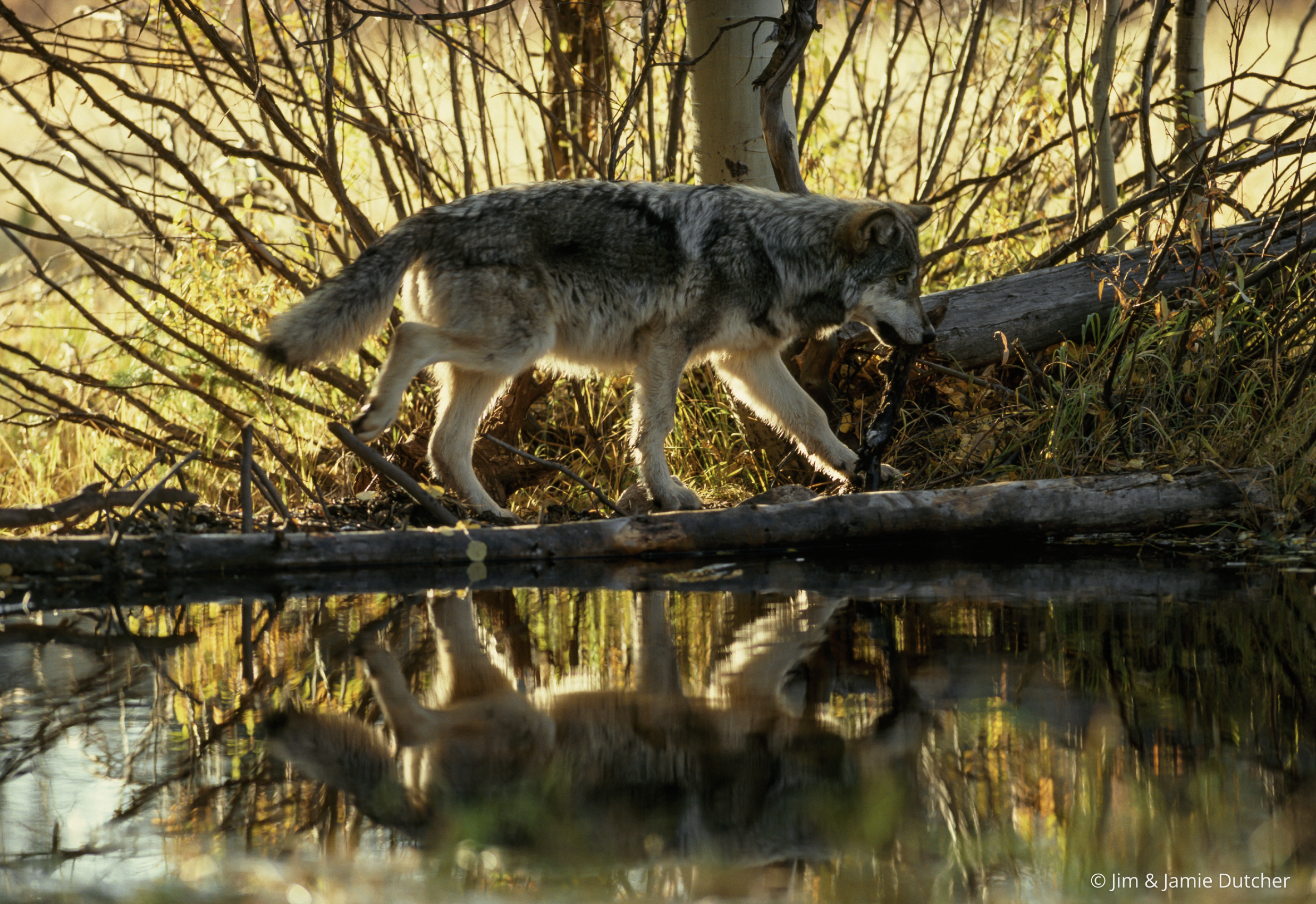 A gray wolf walks along the edge of a pond, its reflection visible in the water, surrounded by sunlight, trees, and autumn foliage—a serene moment. | Living with Wolves